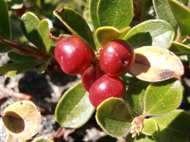 uva ursi propiedades curativas